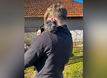 Lucas freut sich auf ein schönes Plätzchen