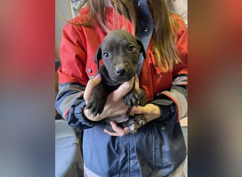 Lemi, sucht liebevolle Familie