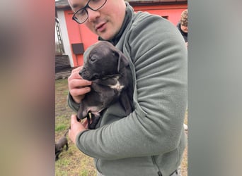 Louis, kleiner Welpe sucht…..