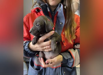 Louis, kleiner Welpe sucht…..