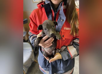 Lali, zauberhaft süß und verspielt