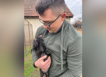 Lali, zauberhaft süß und verspielt