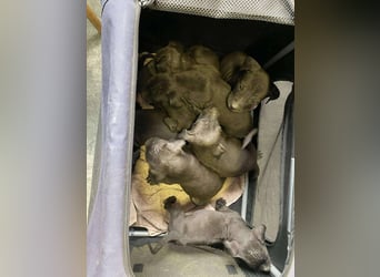 Lilom, süße Maus möchte das Hunde 1x1 lernen