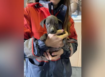 Louis, kleiner Welpe sucht…..