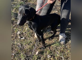 Borsod, Energiebündel sucht aktive Mensch