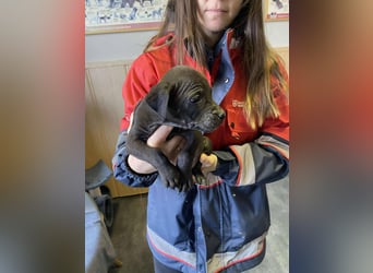 Lola, verspielt und voller Energie