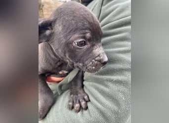 Loci sucht liebevolles Zuhause