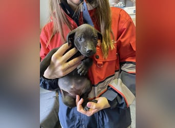 Lilom, süße Maus möchte das Hunde 1x1 lernen