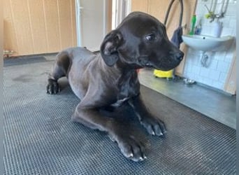 Lali, zauberhaft süß und verspielt