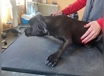 Loci sucht liebevolles Zuhause