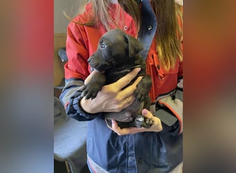 Lemi, sucht liebevolle Familie