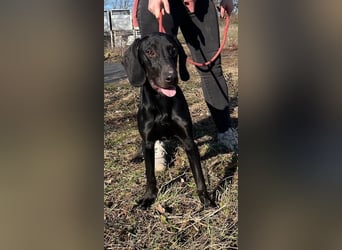 Borsod, Energiebündel sucht aktive Mensch