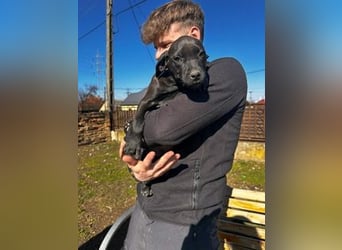 Lipot, einer von vielen Geschwisterchen