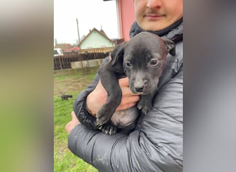 Lemi, sucht liebevolle Familie