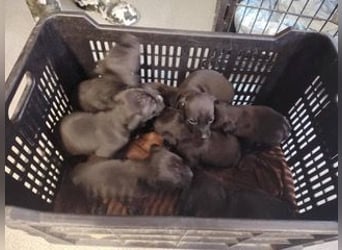 Lia, liebevolle Vizsla Mama sucht Traumzuhause