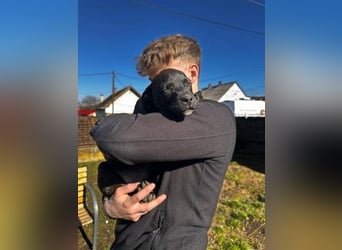 Lola, verspielt und voller Energie