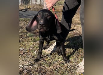 Borsod, Energiebündel sucht aktive Mensch