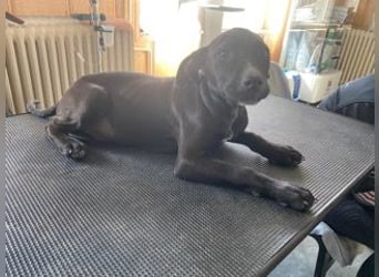 Louis, kleiner Welpe sucht…..