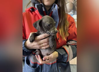 Louis, kleiner Welpe sucht…..