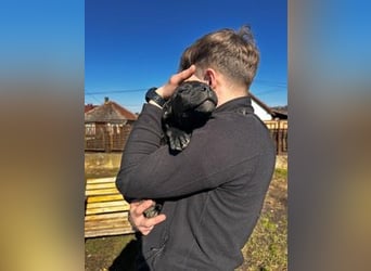 Lola, verspielt und voller Energie