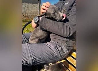 Louis, kleiner Welpe sucht…..