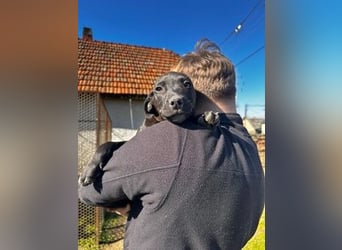 Lemi, sucht liebevolle Familie