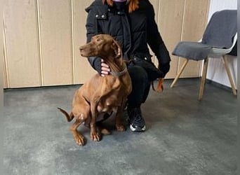 Lia, liebevolle Vizsla Mama sucht Traumzuhause