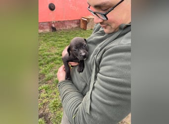 Lola, verspielt und voller Energie