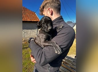 Lali, zauberhaft süß und verspielt