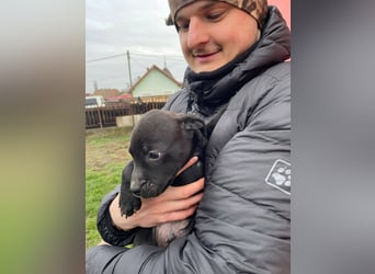 Lemi, sucht liebevolle Familie