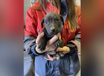 Lemi, sucht liebevolle Familie