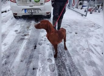 Lia, liebevolle Vizsla Mama sucht Traumzuhause