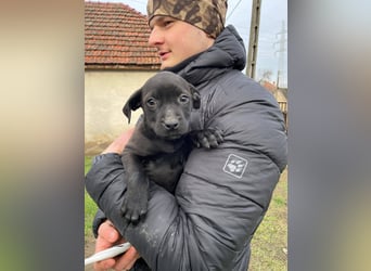 Lilom, süße Maus möchte das Hunde 1x1 lernen