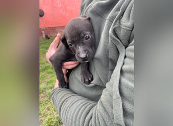 Lola, verspielt und voller Energie