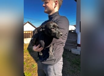 Lilom, süße Maus möchte das Hunde 1x1 lernen