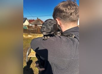 Lola, verspielt und voller Energie