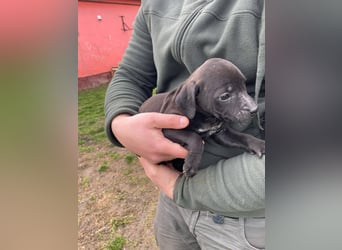 Lipot, einer von vielen Geschwisterchen