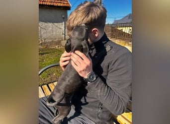 Louis, kleiner Welpe sucht…..