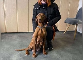 Lia, liebevolle Vizsla Mama sucht Traumzuhause