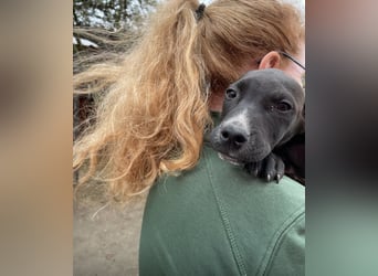 Louis, kleiner Welpe sucht…..