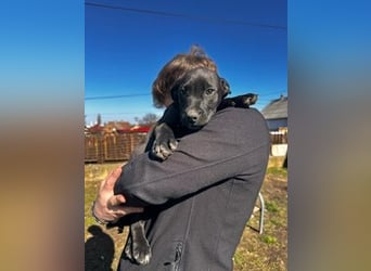 Lemi, sucht liebevolle Familie