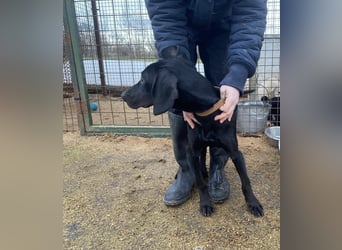 Borsod, Energiebündel sucht aktive Mensch