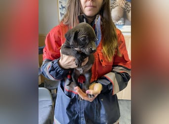 Lipot, einer von vielen Geschwisterchen