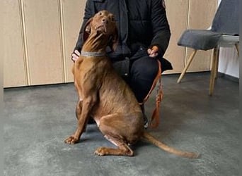 Lia, liebevolle Vizsla Mama sucht Traumzuhause