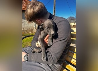 Louis, kleiner Welpe sucht…..