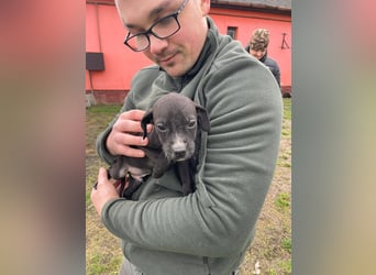 Louis, kleiner Welpe sucht…..