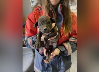 Loci sucht liebevolles Zuhause