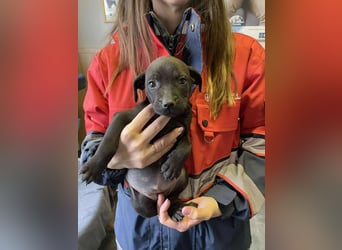 Lilom, süße Maus möchte das Hunde 1x1 lernen