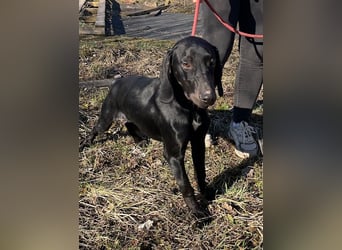 Borsod, Energiebündel sucht aktive Mensch