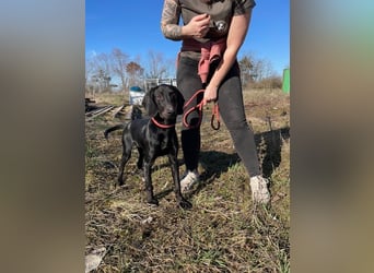 Borsod, Energiebündel sucht aktive Mensch